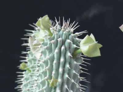 hoodia-sweet-ex-decne-1844