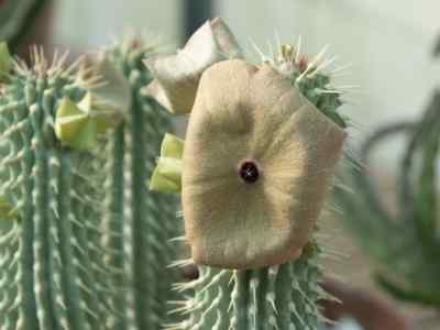 hoodia-gordonii-masson-sweet-ex-decne-1844