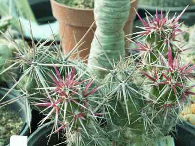 grusonia-h--robinson-1973