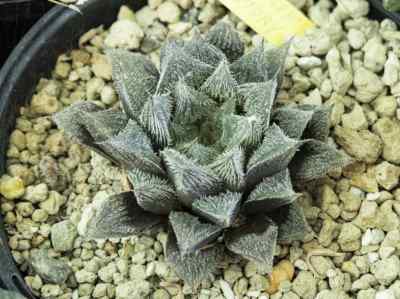 haworthia-cooperi-'cleopatra-story'-
