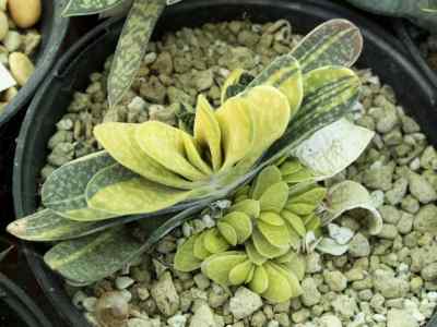 gasteria-gracilis-baker