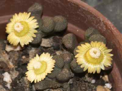 aloinopsis-schooneesii-l--bolus-1931
