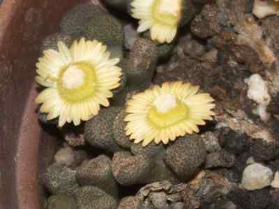 aloinopsis-schwantes--1926