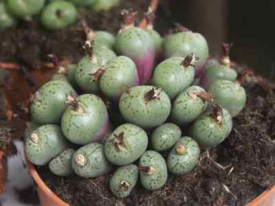 conophytum-uviforme-haw--n-e-br--1922