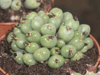 conophytum-n-e-br--1951