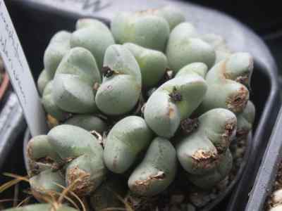 conophytum-taylorianum-dinter--schwantes-n-e-br--1926