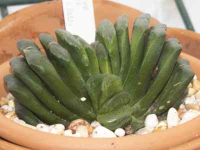 haworthia-truncata-'lime-green'-
