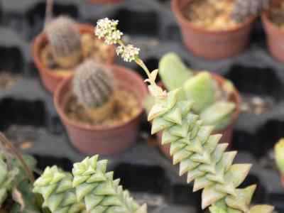 crassula-rupestris-l--1753