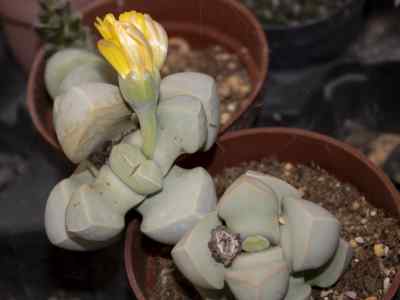 lapidaria-margaretae-schwantes-dinter--schwantes