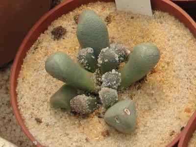 psammophora-longifolia-l-bolus-1930