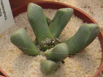 psammophora-dinter--schwantes1926-