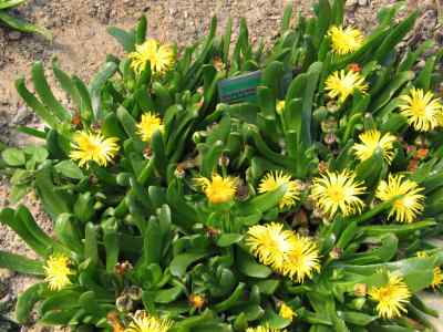 glottiphyllum-haw-1821-