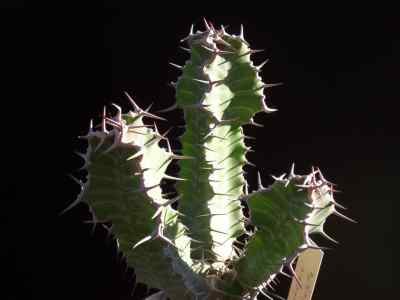 euphorbia-grandialata--