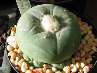 lophophora-diffusa-bravo-1967