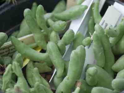 piaranthus-geminatus-