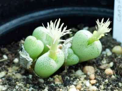 conophytum-truncatum-thunb--n-e-br--1922