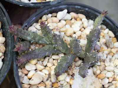 huernia-hystrix-spp-parvula-