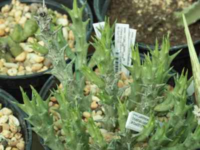 orbea-semitubiflora-l-e-newton-bruyns2000