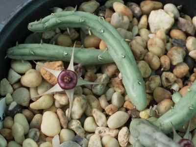 huernia-procumbens-r-a-dyer-l-c-leach1969