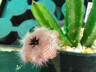 stapelia-hirsuta-l-1753