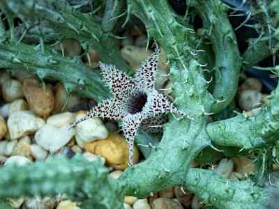 stapelianthus-decaryi-choux