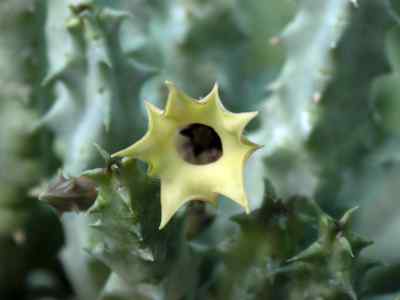 huernia-thuretii-var-primulina-