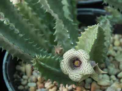 huernia-thuretii-j-f-cels-1866