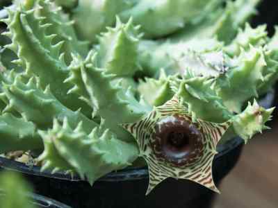 huernia-zebrina-n-e-br-1909