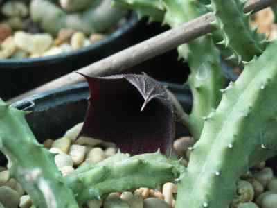 huernia-keniensis-r-e-fr-1927