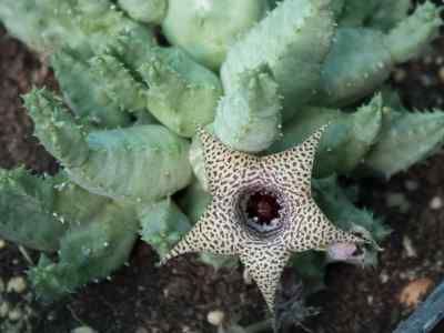 huernia-piersii-n-e-br-1909