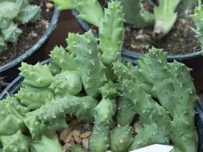 piaranthus-geminatus-var-foetidus-n-e-br--meve