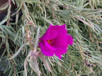 portulaca-grandiflora-linke1857-