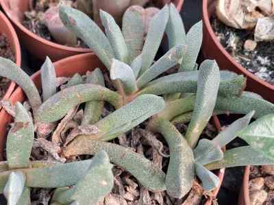 bergeranthus-vespertinus-