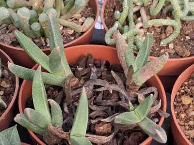 bergeranthus-schwantes1926-