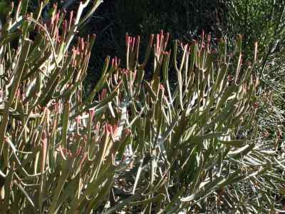 euphorbia-alcicornis-hort-par--ex-poiss-1912