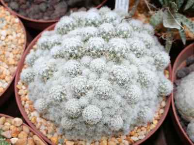 escobaria-sneedii-britton--rose-1923