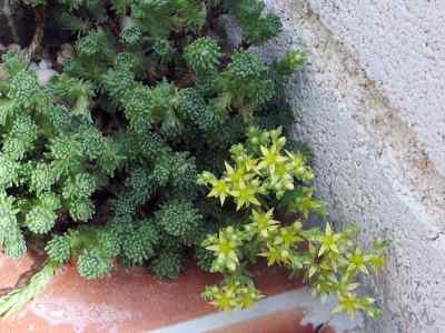 sedum-multiceps-coss---durieu1862