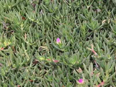 carpobrotus-n-e-br-1925-