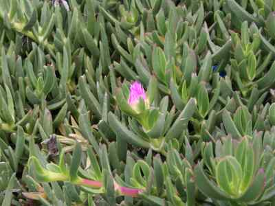 carpobrotus-acinaciformis-l--l-bolus1927-