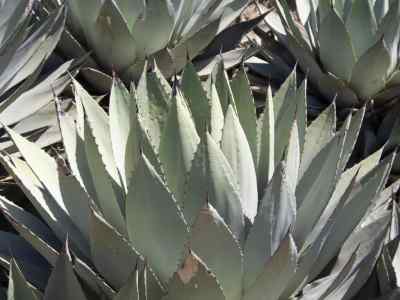 agave-parryi-engelm-1875