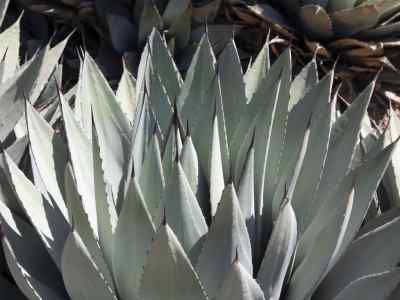 agave-parryi-var-huachucensis-