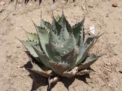 agave-parrasana-berger-1906