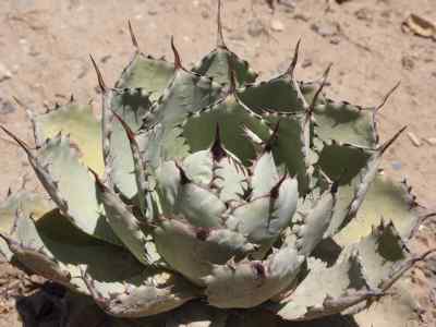 agave-potatorum-'kissho-kan'-