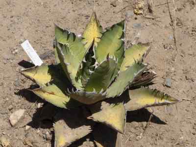 agave-titanota-gentry-