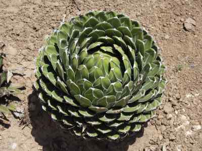 agave-victoriae-reginae-t--moore-1875