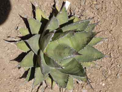 agave-ghiesbreghtii-lem-ex-jacobi-1864