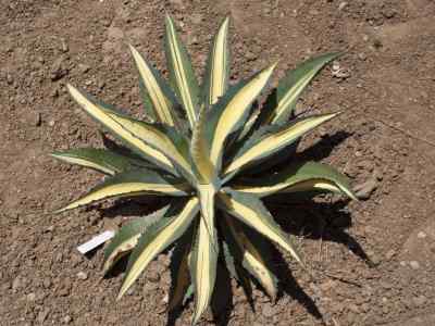agave-americana-l-1753