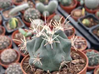 sclerocactus-uncinatus-galeotti-n-p--taylor-1987