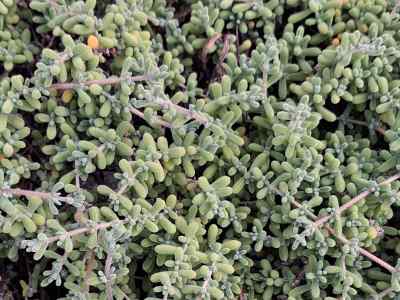 mesembryanthemum-nodiflorum-