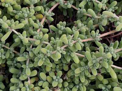 mesembryanthemum-l-1753-